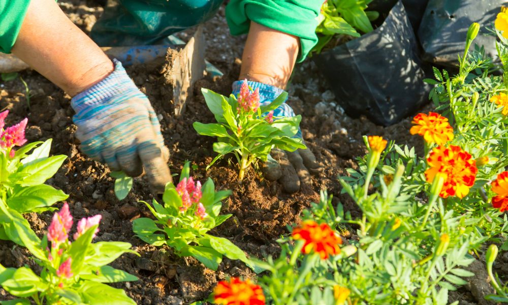 planting perennials